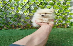 Pomerania perros en venta: Pomeranias toy  - Anuncio 6