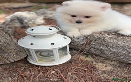 Pomerania perros en venta: Pomerania Macho listo para entregar !! - Imagen 2