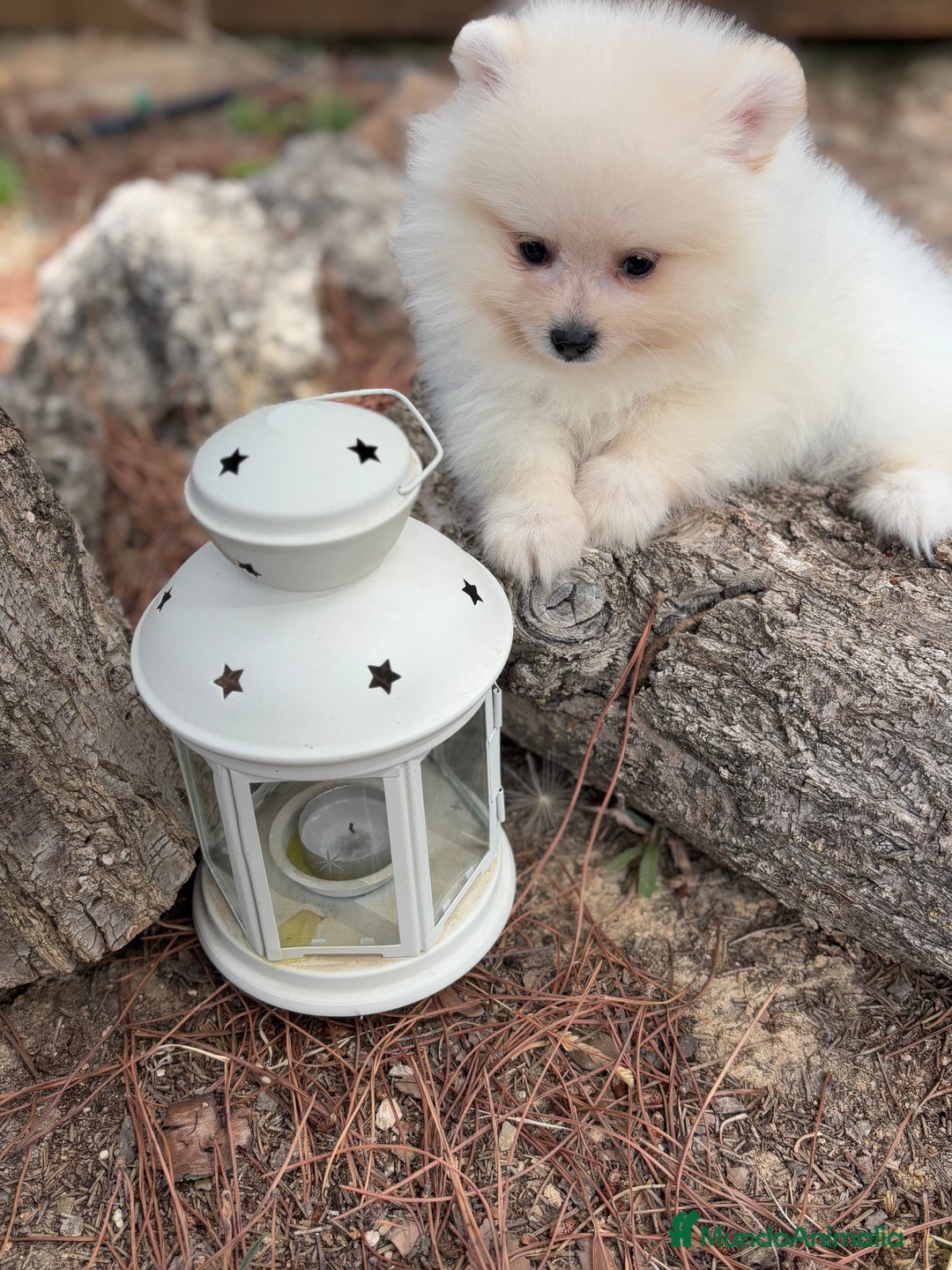 Pomerania perros en venta: Pomerania Macho listo para entregar !! - Imagen 2