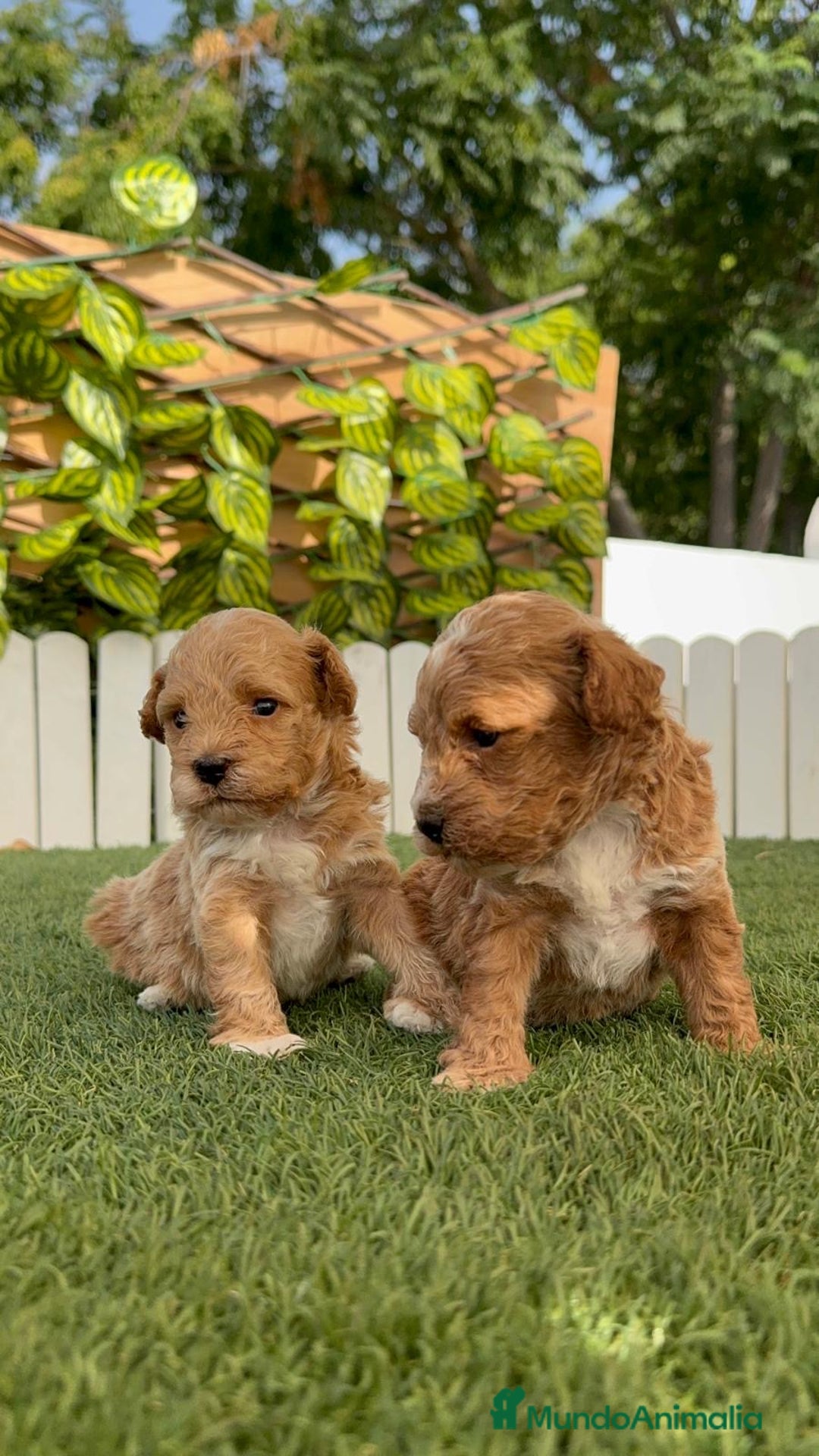 Caniche Toy perros en venta: CANICHE TOY MACHO - Imagen 2