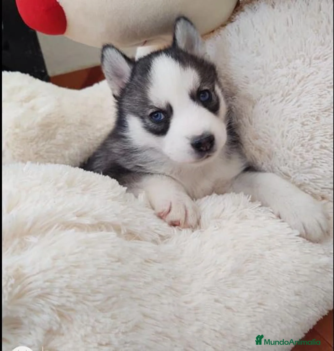 Husky Siberiano perros en venta: HUSKY  - Anuncio 1
