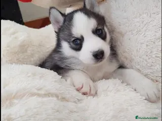 Husky Siberiano perros HUSKY - Anuncio 1