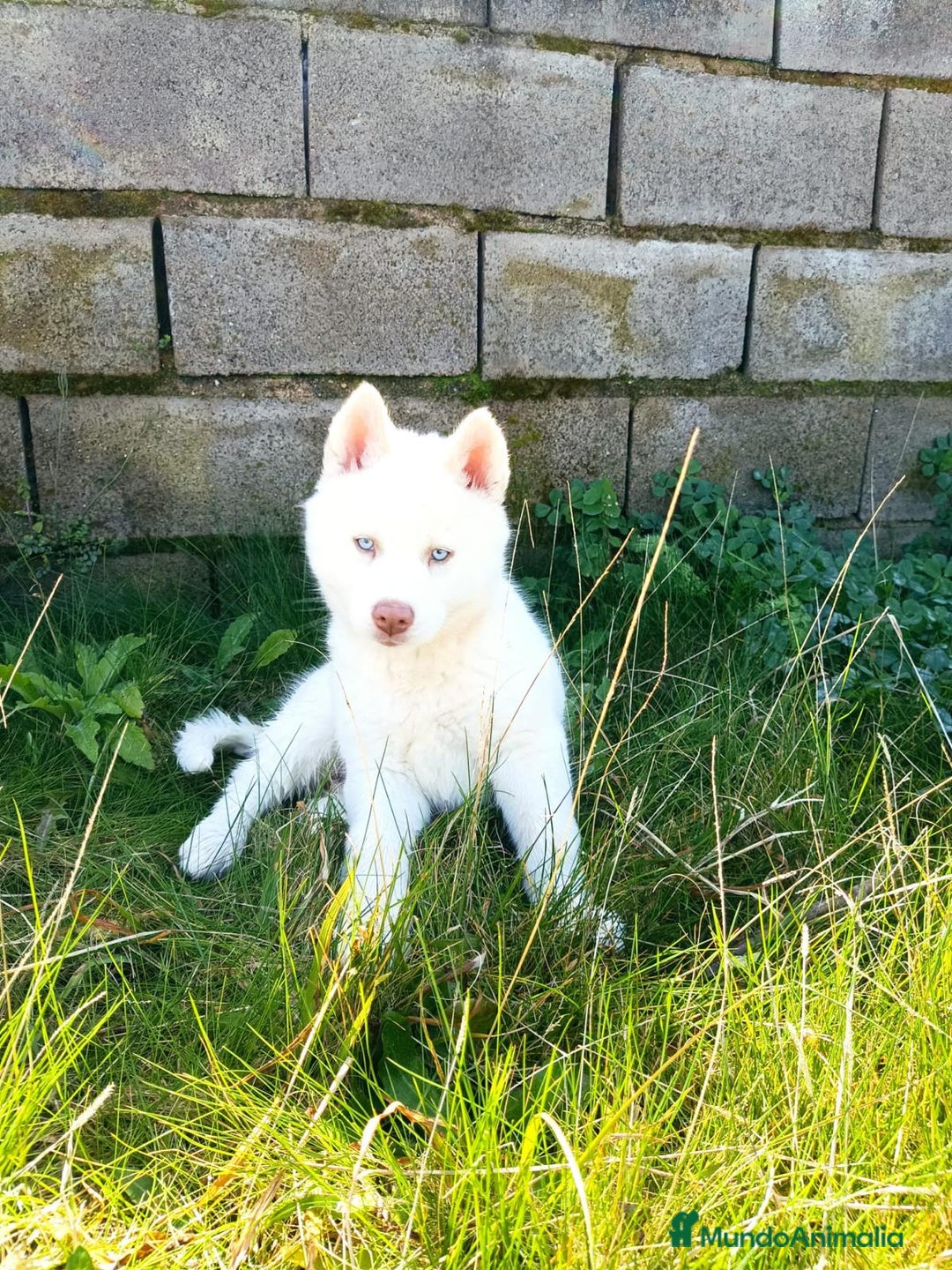 Husky Siberiano perros en venta: Husky Siberiano exclusivos - Anuncio 3