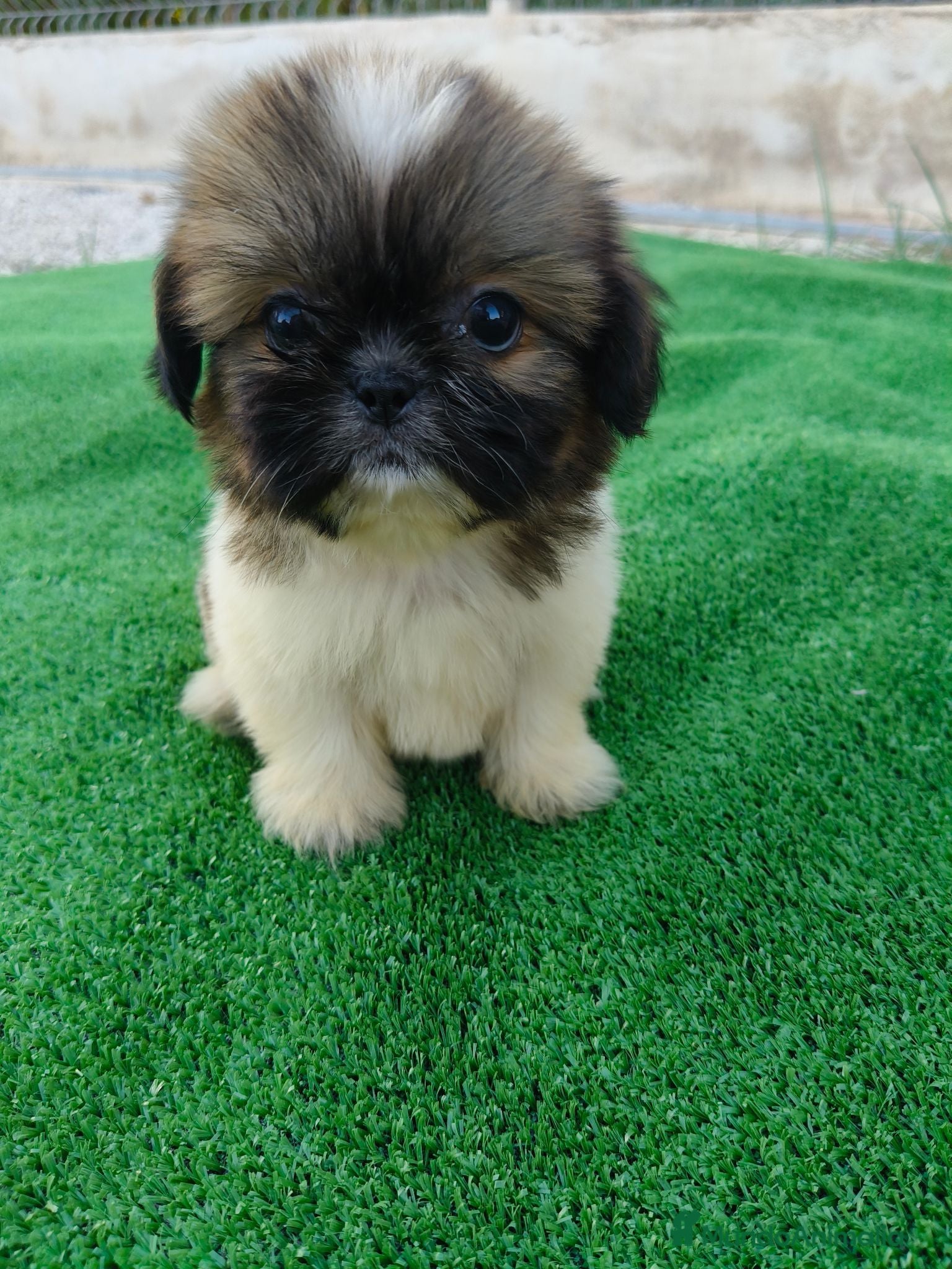 Shih Tzu perros 🐶 Cachorros Shih Tzu  🐾 - Anuncio 4