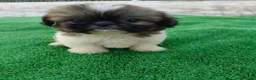 Shih Tzu perros en venta: shih tzu - Anuncio 7