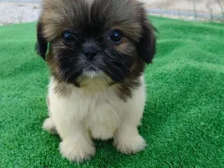 Shih Tzu perros 🐶 Cachorros Shih Tzu 🐾 - Anuncio 2