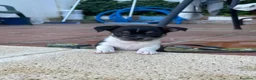 Chihuahua perros en venta: Camada chihuahua  - Anuncio 5