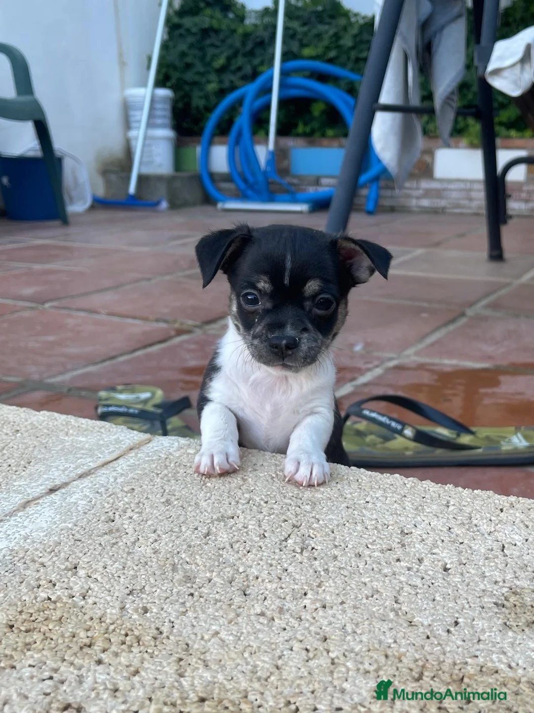 Chihuahua perros en venta: Camada chihuahua  - Anuncio 5