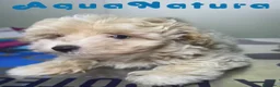 Maltipoo perros en venta: Maltipoo Hembra AQUANATURA - Anuncio 2