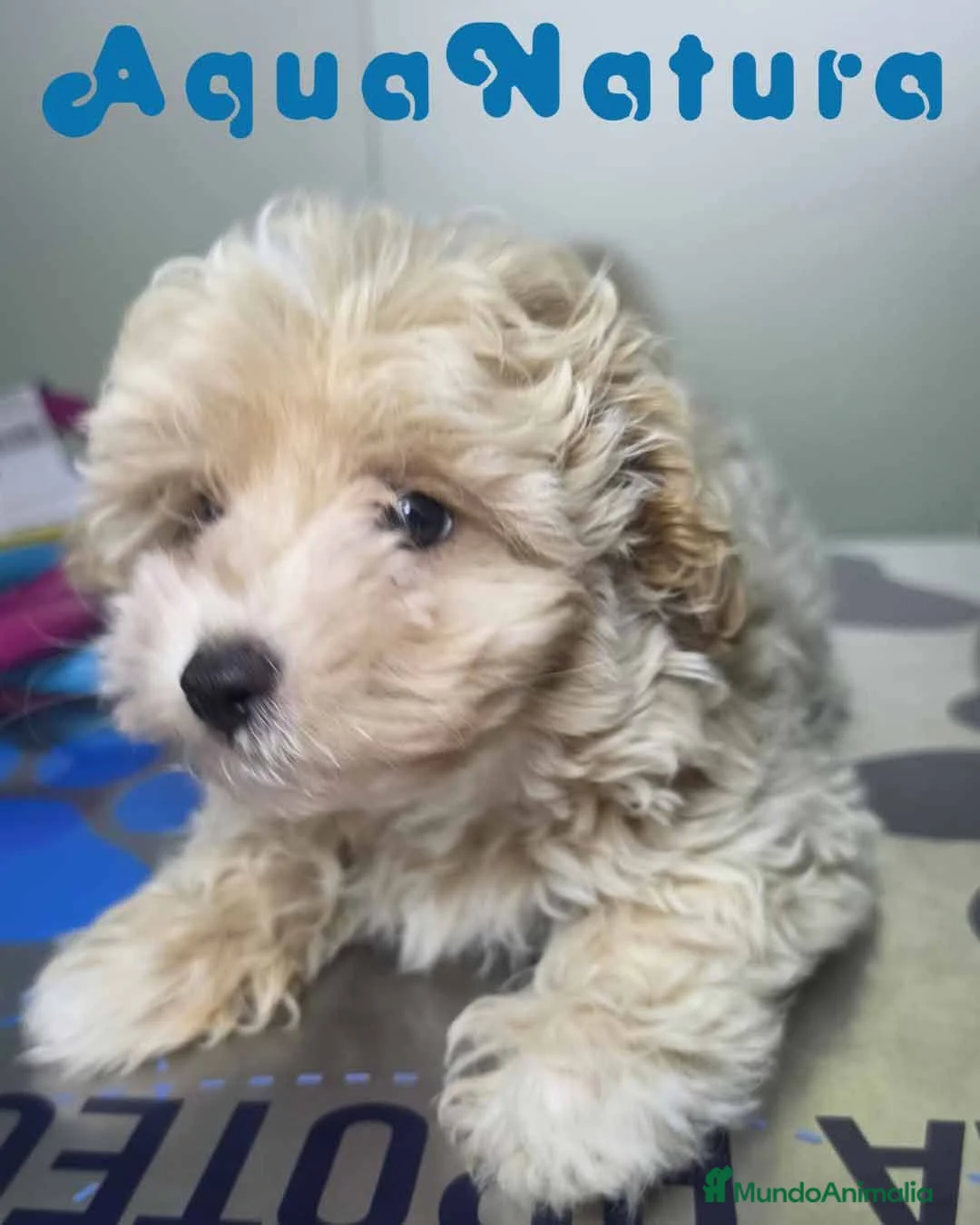 Maltipoo perros en venta: Maltipoo Hembra AQUANATURA - Anuncio 2