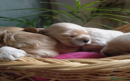 Cocker Spaniel Americano perros en venta: Cocker americano  - Imagen 5