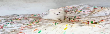Pomerania 1