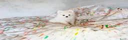 Pomerania perros en venta: POMERANIA MACHITO CHIQUITÍN  - Anuncio 3