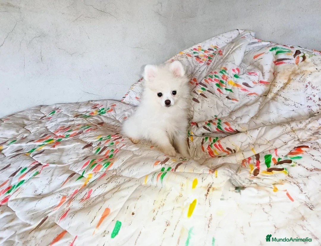 Pomerania perros en venta: POMERANIA MACHITO CHIQUITÍN  - Anuncio 3