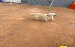 Labrador Retriever perros en venta: Labrador retriever último macho  - Anuncio 3