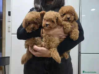 Caniche Toy perros Última cachorra disponible - Anuncio 18