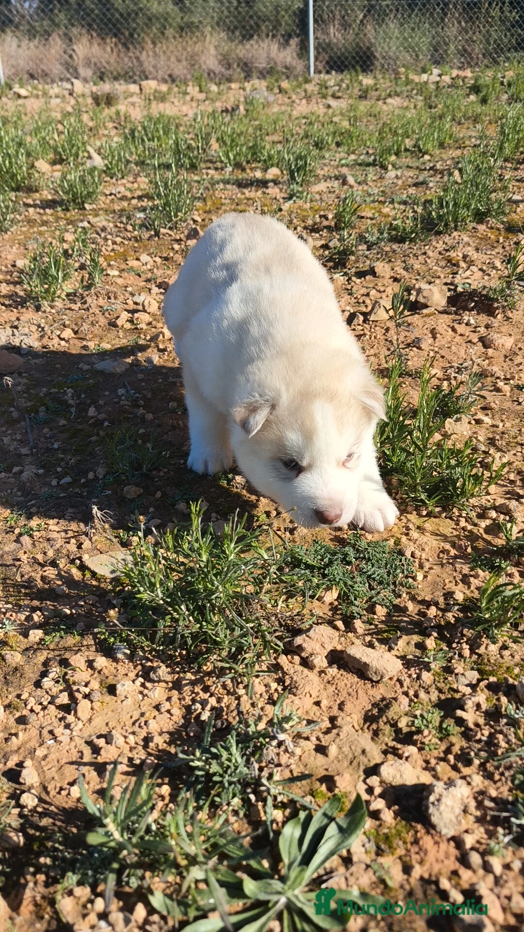 Husky Siberiano perros en venta: Husky SIBERIANO Macho y Hembra  - Anuncio 16