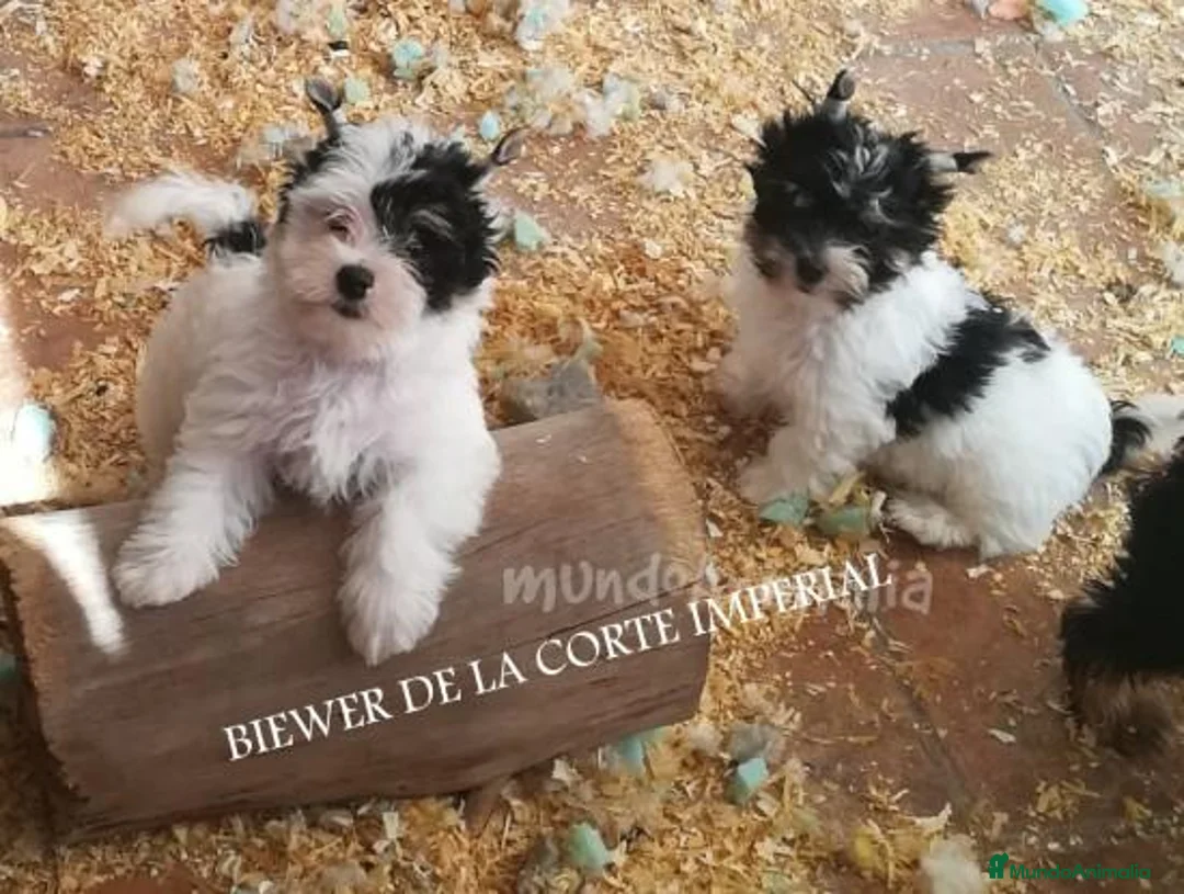 Imagen de galería {{count}}