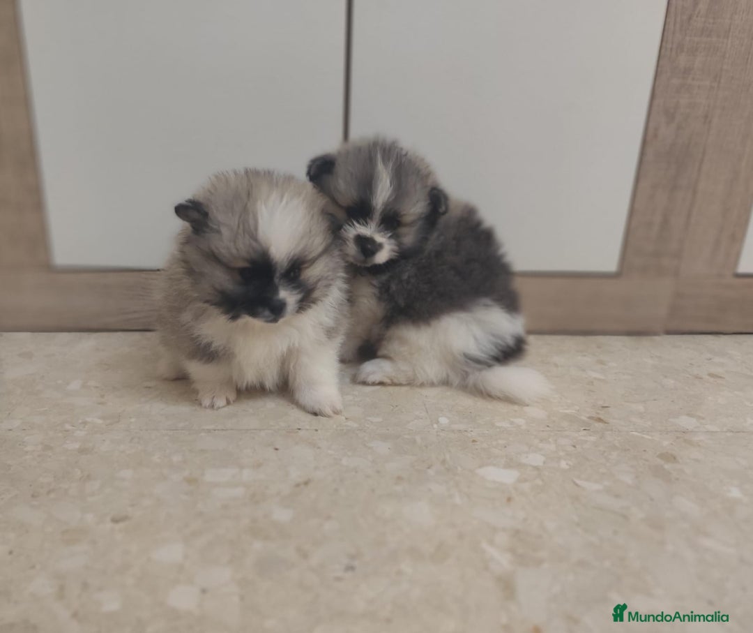 Pomerania perros en venta: Pomerania  - Anuncio 5