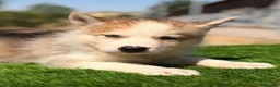 Husky Siberiano perros en venta: HUSKY SIBERIANO PRECIOSA CAMADA - Anuncio 8