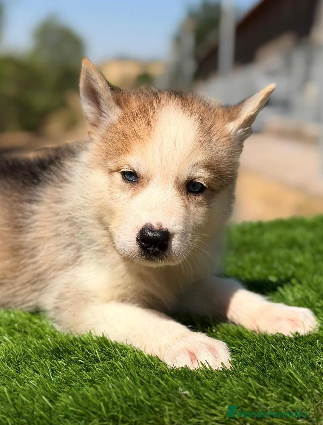 Husky Siberiano perros en venta: HUSKY SIBERIANO PRECIOSA CAMADA - Anuncio 8