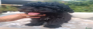 Caniche Enano 1