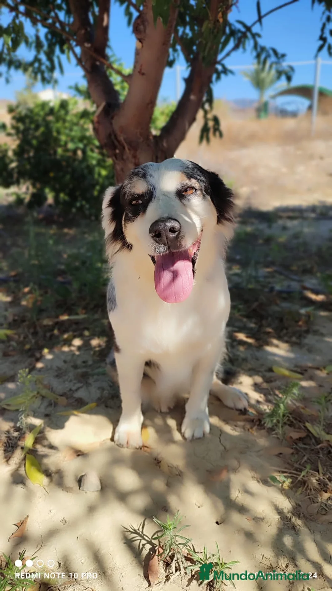 Pastor Australiano perros en venta: PASTOR AUSTRALIANO  - Anuncio 2