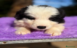 Border Collie perros en venta: BORDER COLLIE NEGRO Y BLANCO - Anuncio 4