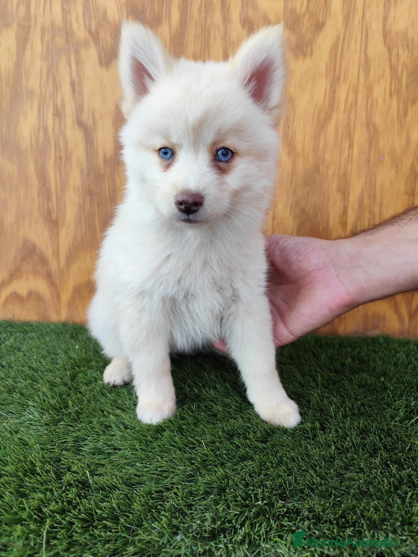 Pomsky perros en venta: Pomsky  - Anuncio 1