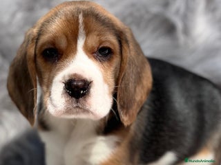 Beagle perros en Barcelona - Anuncio 11
