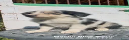Border Collie perros en venta: Border Collie De Villa Biznaga - Anuncio 14