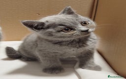 Británico de Pelo Corto gatos en venta: British Shorthair  - Imagen 10