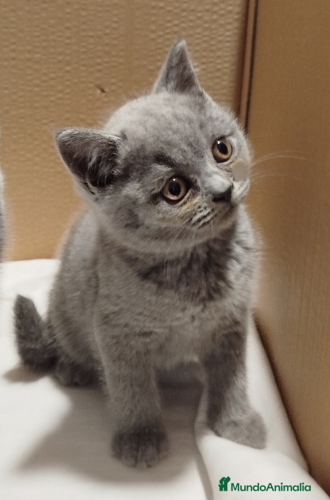 Británico de Pelo Corto gatos en venta: British Shorthair  - Imagen 10