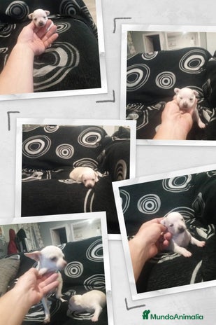 Chihuahua perros en Alicante - Anuncio 15