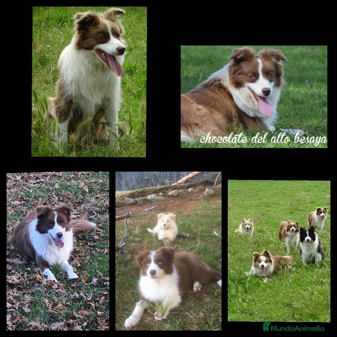 Border Collie perros en venta: Border collie para reservar  - Anuncio 1
