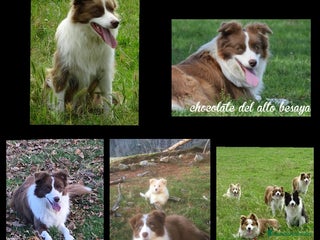 Border Collie perros Border collie para reservar - Anuncio 12