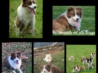 Border Collie perros Border collie para reservar - Anuncio 21