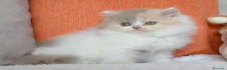 Británico de Pelo Largo gatos en venta: Gatita British Longhair🌸 - Anuncio 9
