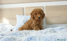 Caniche Enano perros en venta: CANICHE ENANO ROJO - Imagen 5