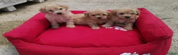 Caniche Enano perros en venta: Caniches en Barcelona - Anuncio 1