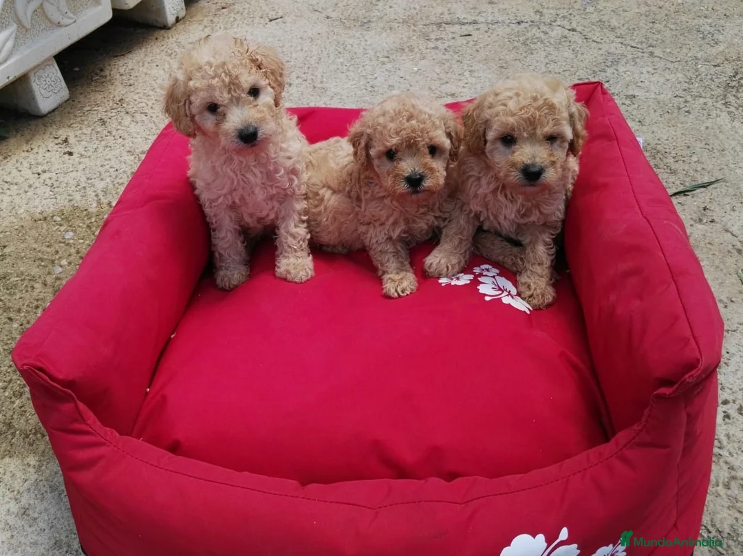 Caniche Enano perros en venta: Caniches en Barcelona - Anuncio 1