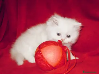 Persa gatos Gatitos Persa en Barcelona - Anuncio 4