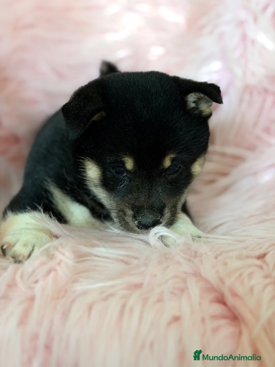 Shiba Inu perros en venta: Shiba inu tricolor  - Anuncio 2