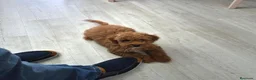Caniche Toy perros en venta: Hembra de caniche Toy - Anuncio 2