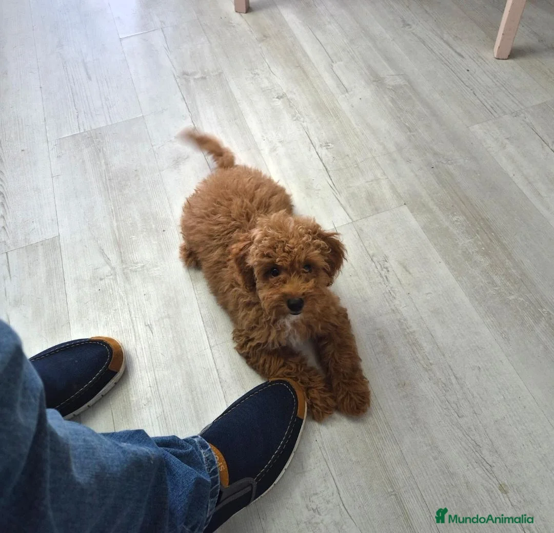 Caniche Toy perros en venta: Hembra de caniche Toy - Anuncio 2