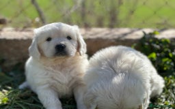 Golden Retriever perros en venta: GOLDEN RETRIEVER NACIONAL CALIDAD en Barcelona - Imagen 7