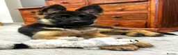 Pastor Alemán perros en venta: Pastor aleman - Anuncio 1