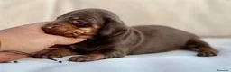 Teckel Miniatura perros en venta: PRECIOSO MACHITO TECKEL TRICOLOR CHOCOLATE - Anuncio 1