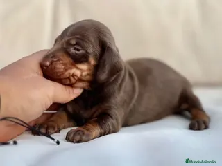 Teckel Miniatura perros PRECIOSO MACHITO TECKEL TRICOLOR CHOCOLATE - Anuncio 1