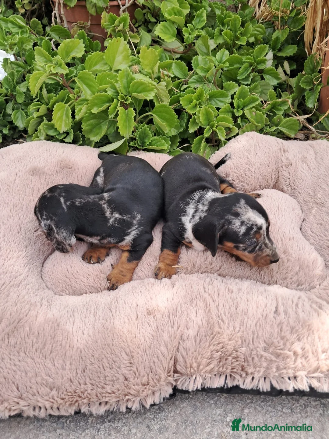Teckel Miniatura perros en venta: Cachorros Teckel miniatura chocolate y arlequín  - Anuncio 2